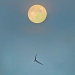 Kuu ja kalatiira. Kuva: Esa Mälkönen