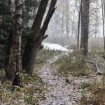 Ensilumi. Kuva: Tommi Heinonen