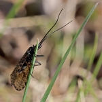 Vesiperhonen Oligostomis reticulata. Kuva: Helmut Diekmann