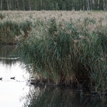 Monimetristä järviruokoa. Kuva: Esa Mälkönen