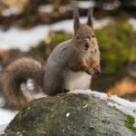 Orava ollut taistelussa - Kuva Paul Stevens