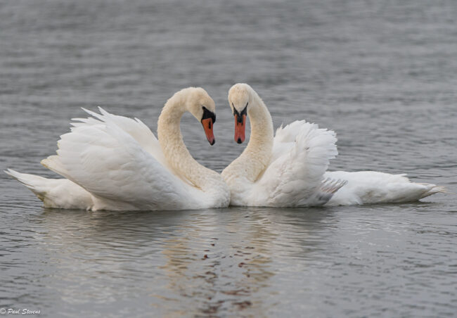Kyhmyjoutsen pari yhdessä taas – Kuva Paul Stevens