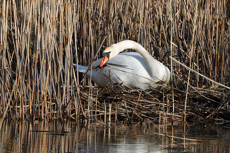 Kyhmyjoutsen vahvistaa viimevuoden pesää – kuva Mehmet Cadiroglu