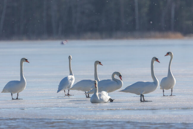 Kyhmyjoutsenet – Kuva Timo Leppäharju