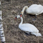 Kyhmyjoutsenten taistoa - Kuva Esa Mälkönen