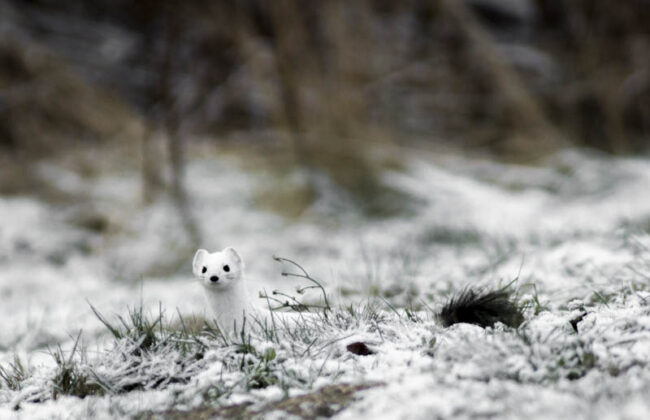 karppa_mj Kärppä saalisti viikolla - Kuva: Mikko Joensivu