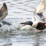 Lapasorsien taistelu naaraasta 2 - Kuva Tuomas Heinonen