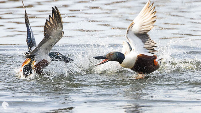 Lapasorsien taistelu naaraasta 2 - Kuva Tuomas Heinonen