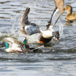 Lapasorsien taistelu naaraasta 3 - Kuva Tuomas Heinonen