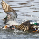 Lapasorsien taistelu naaraasta - Kuva Tuomas Heinonen
