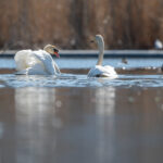 Laulujoutsen vartijan kanssa - Kuva Paul Stevens