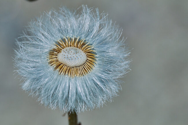 Leskenlehti kukinnan jälkeen – Jukka Ranta