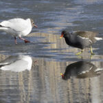 Liejukana ja naurulokki viimeisillä jäillä - Kuva Esa Mälkönen