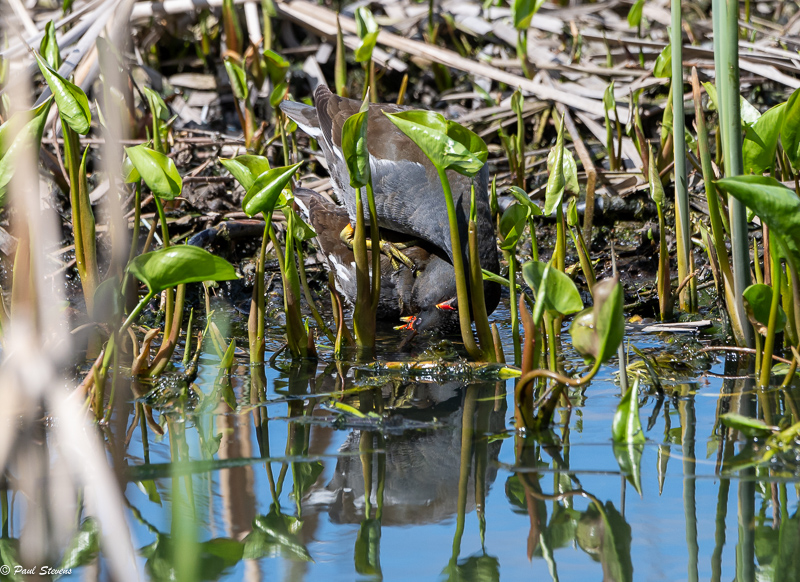 Liejukanan parittelu - Paul Stevens