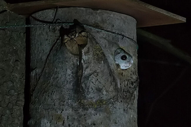 Liito-orava_EsaM_1600vaaka Liito-oravan kurkistus. Kuva: Esa Mälkönen