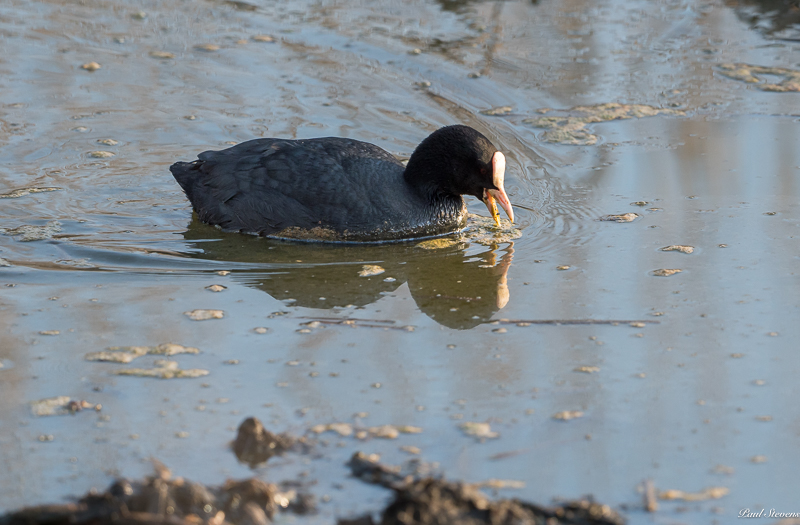 Likaista vettä - Kuva Paul Stevens