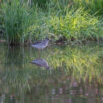 Liro uudessa lammessa - Kuva Paul Stevens