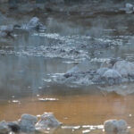 Liroja montussa - Kuva Paul Stevens