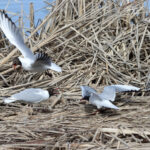 Lokkien huuto - Kuva Jukka Ranta