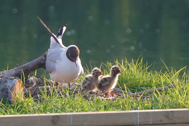 Lokkilautalla syntyneet - kuva Mehmet Cadiroglu