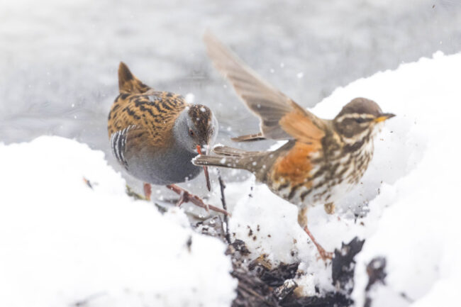 Luhtakana ja punakylkirastas – tuomas (10) Luhtakana ja punakylkirastas - Kuva Tuomas Heinonen
