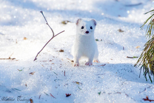 Lumikko3 – kuva Mehmet Cadiroglu