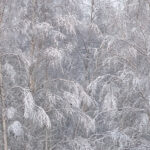 Lumipuut - Kuva Esa Mälkönen