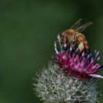 Mehiläinen - Kuva Paul Stevens