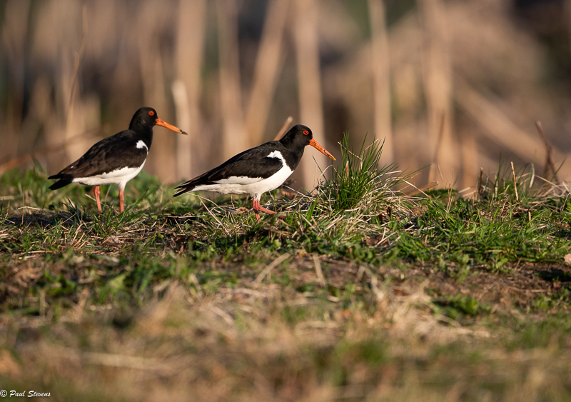 Meriharakat - Paul Stevens