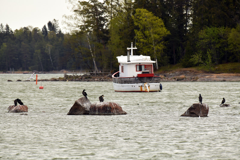 Merimetsot ovat saapuneet sataman kiville - Kuva Tommi Heinonen
