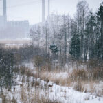 Metsäkauriit - Kuva Tuomas Heinonen