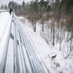 Metsäkauriit - Kuva Tuomas Heinonen