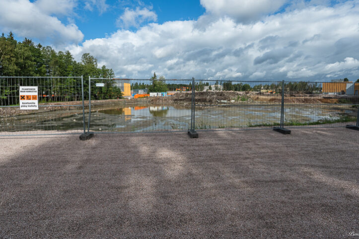 Lokkimonttu - Kuva Paul Stevens