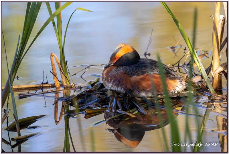 Mukurupesä - kuva Timo Leppäharju AFIAP