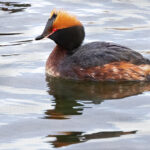 Mustakurkku-uikku - Kuva Esa Mälkönen