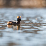 Mustakurkku-uikku auringossa - Kuva Paul Stevens