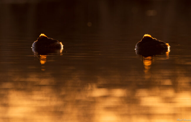 Mustakurkku-uikku illalla