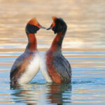 Mustakurkku-uikkujen soidintanssi - kuva Mehmet Cadiroglu