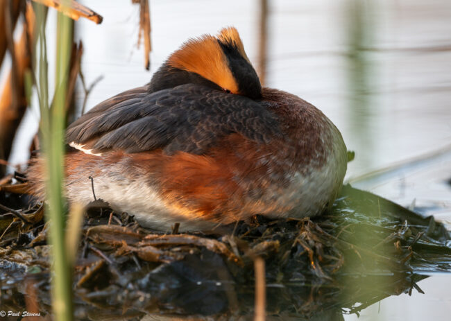 Mustakurkku-uikku torkkuu – Kuva Paul Stevens Mustakurkku-uikku torkkuu - Kuva Paul Stevens