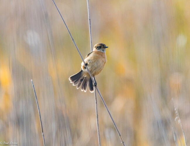 Mustapäätasku- kuva Paul Stevens