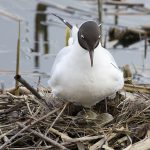 Naurulokin pesä - Kuva Mehmet Cadiroglu