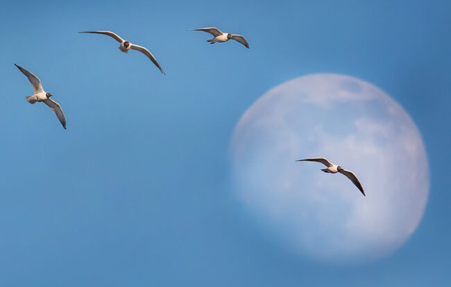 Naurulokit kuutamolla - Kuva Esa Mälkönen