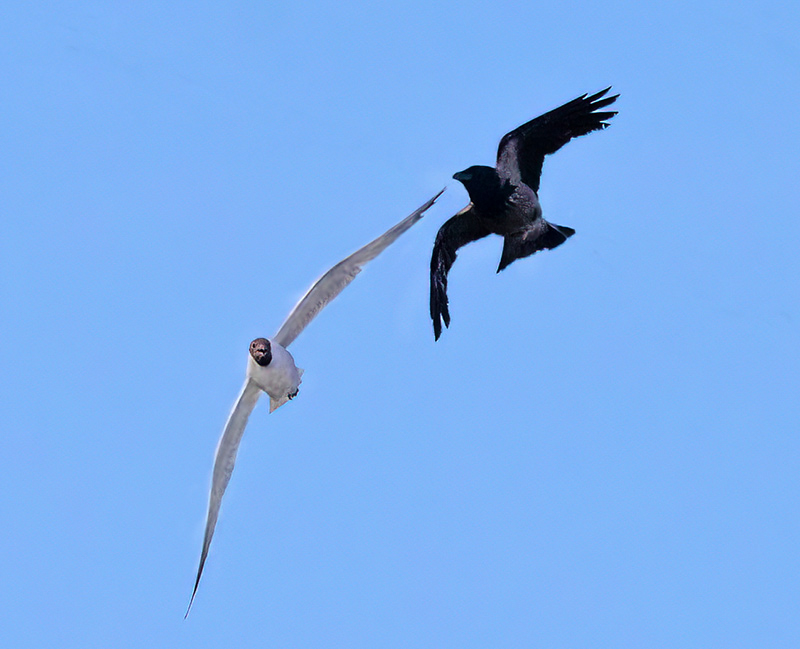 Naurulokki hätyyttää ylilentävää varista - Kuva Esa Mälkönen