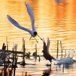 Naurulokki hätistää liejukanaa - Kuva Esa Mälkönen