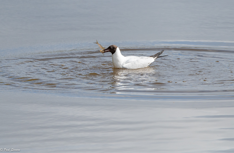 Naurulokki sai kalan - Paul Stevens