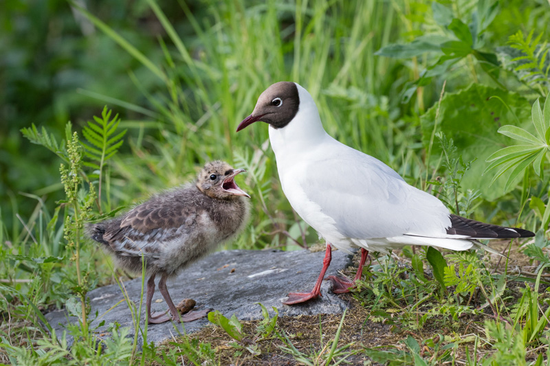 Naurulokki_EsaM_0445