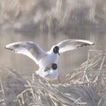 Naurulokkien parittelu - Kuva Esa Mälkönen