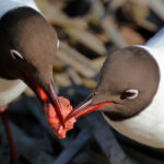 Naurulokkikoiras tarjoaa lohipalaa kumppanilleen - kuva Mehmet Cadiroglu