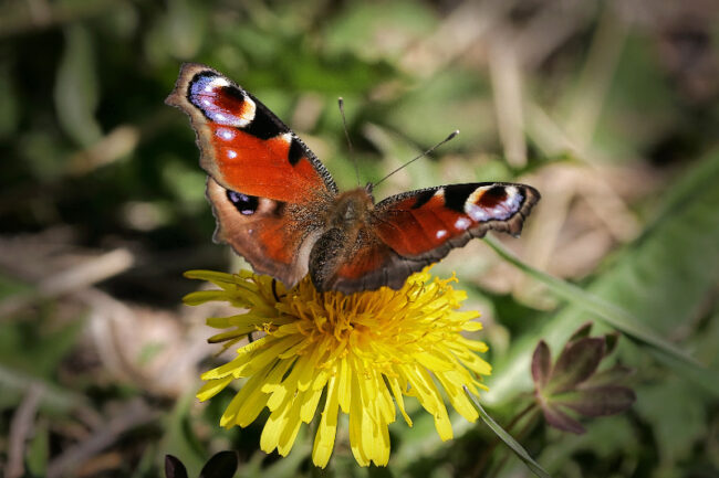 Neitoperhonen - Kuva Jukka Ranta