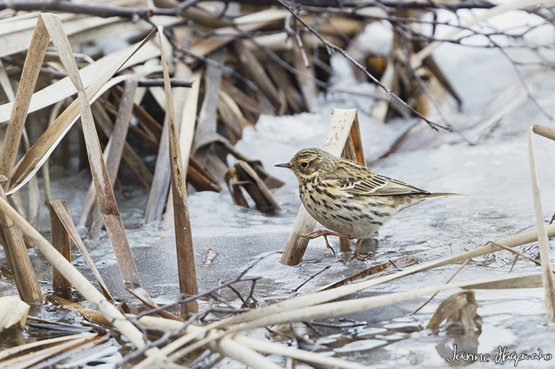 Niittykirvinen jäällä - Kuva Janne Haapa-aho